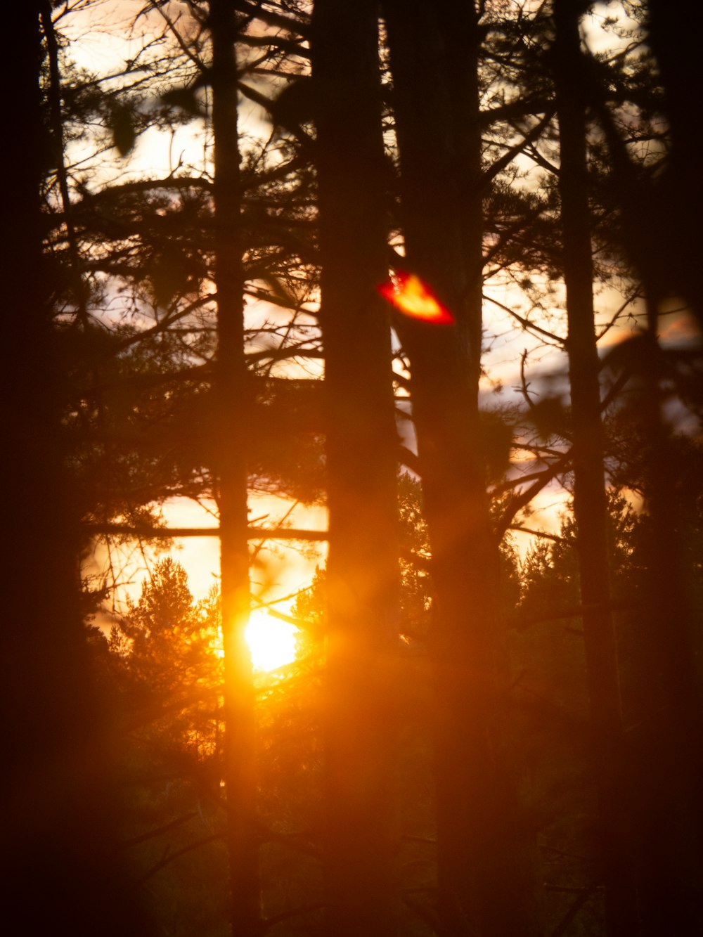 Die Sonne scheint durch die Bäume im Wald