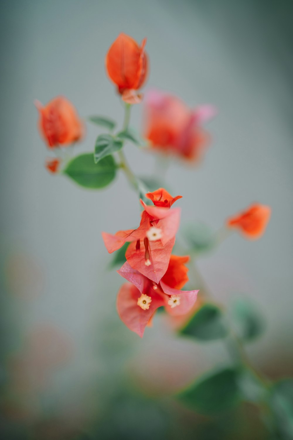 背景がぼやけた花の接写