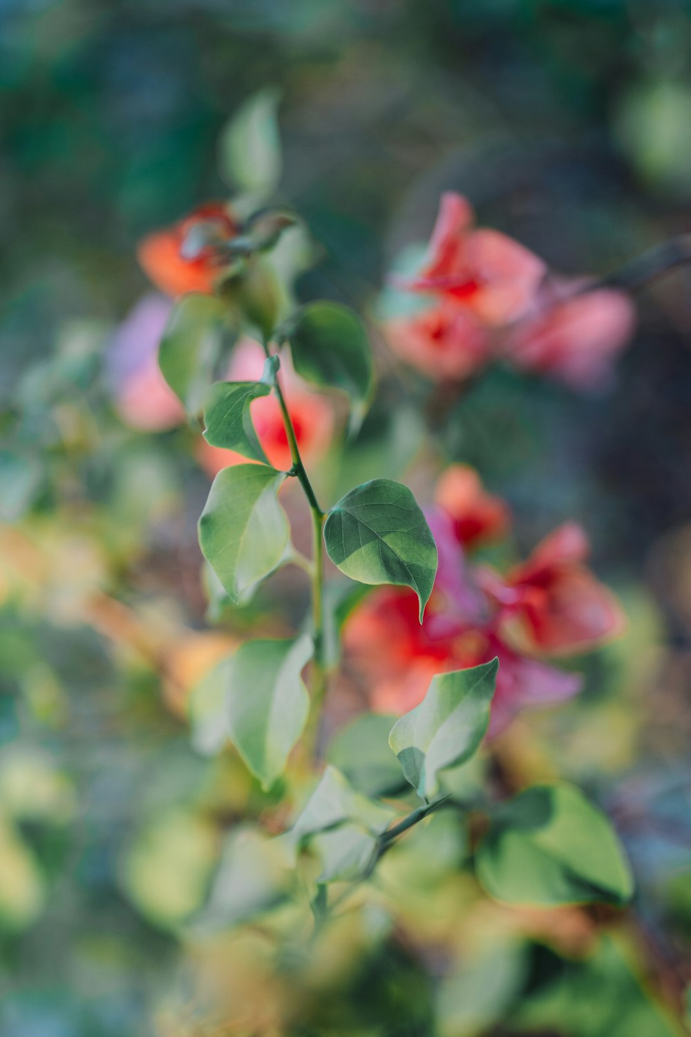 uma planta com flores vermelhas e folhas verdes