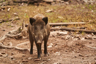 Wild boar caught in natural habitat with hunting tools nearby