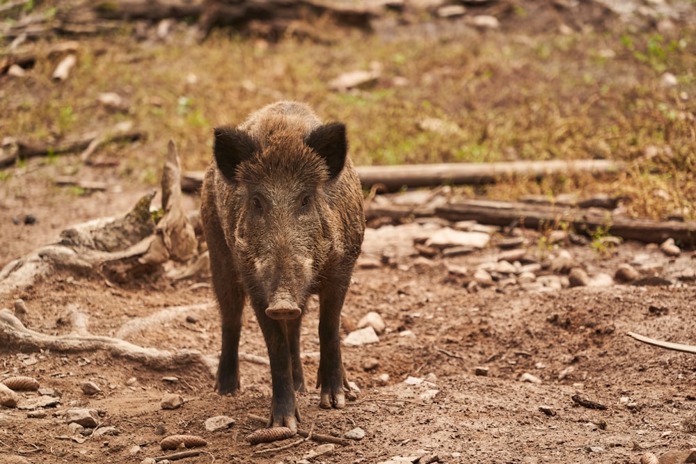 a wild boar standing in a dirt field