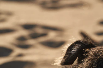 Close-up of a dog's ear showing gentle cleaning with a cotton pad.