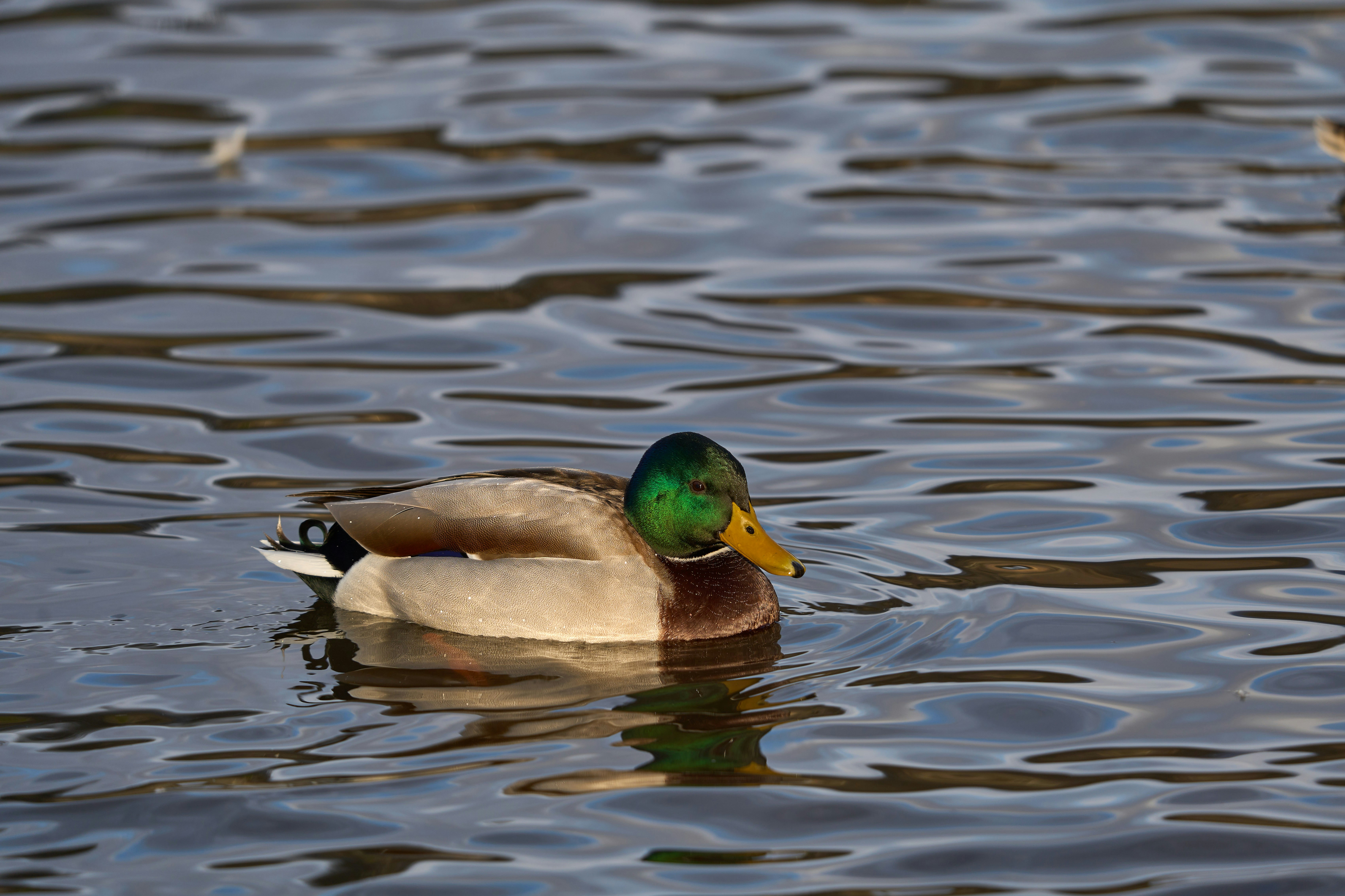 Photo by wolfgang_hasselmann