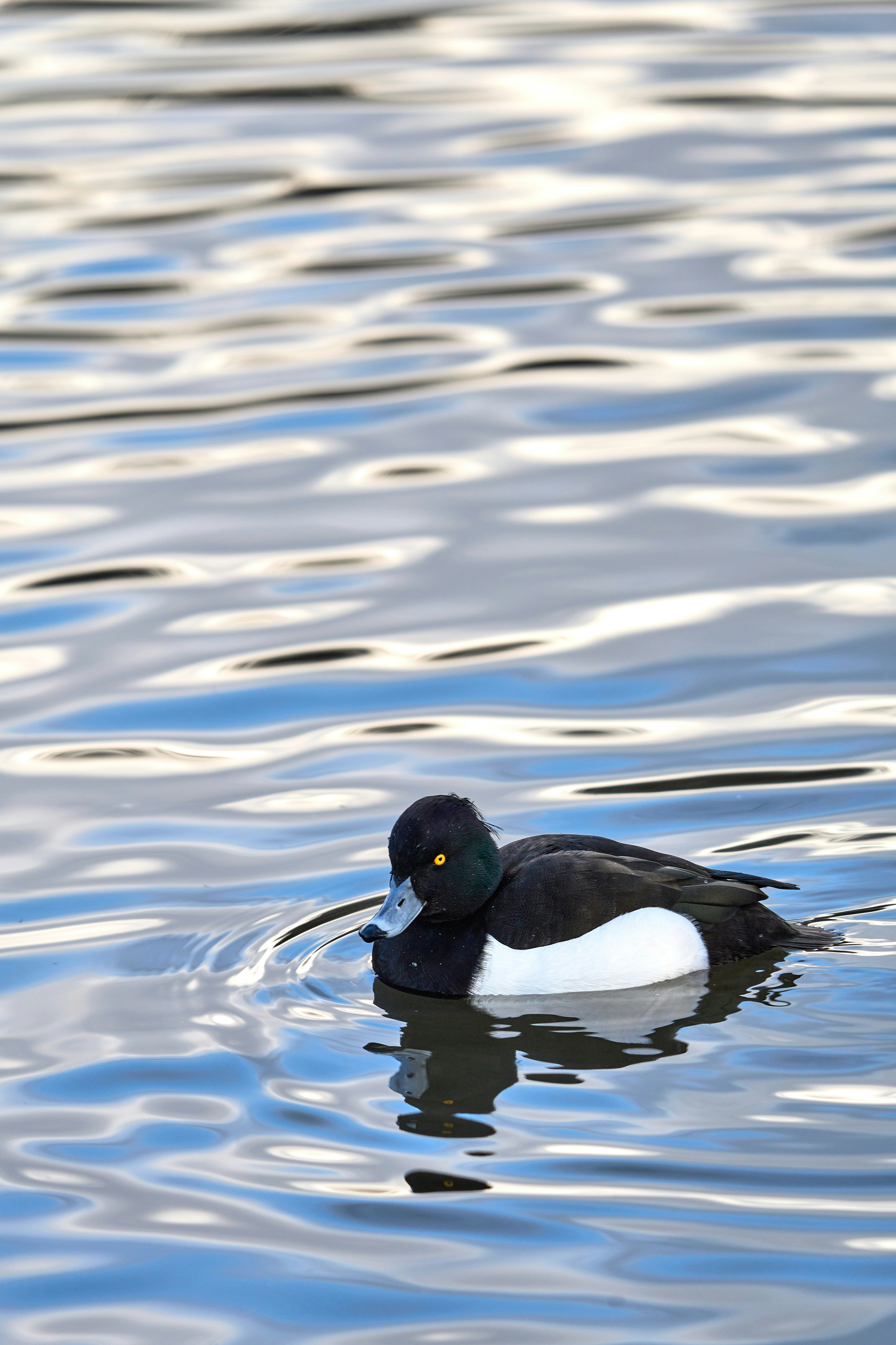 Photo by wolfgang_hasselmann