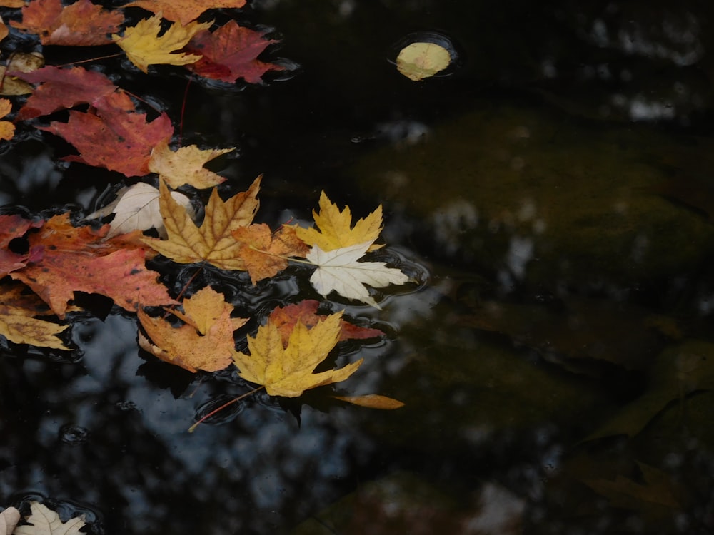 a group of leaves floating on top of a body of water