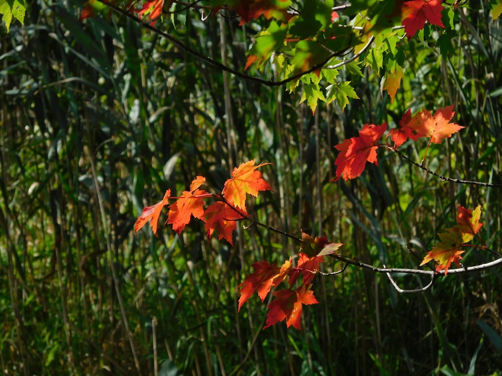 a bunch of leaves that are on a tree