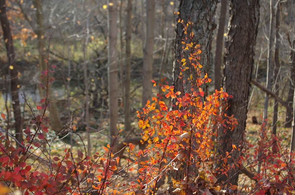 a bunch of trees that are in the woods