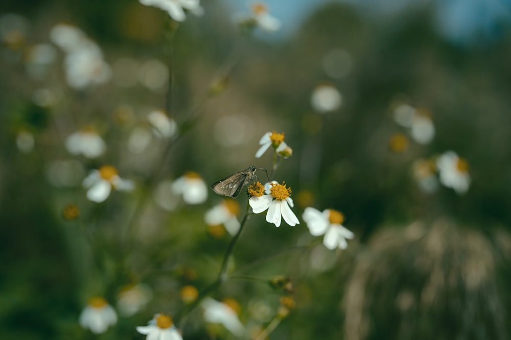 a small butterfly sitting on a flower in a field