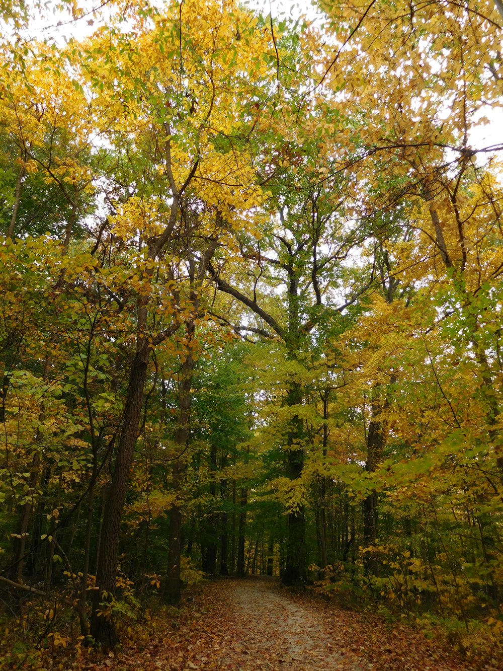 a dirt road surrounded by lots of trees