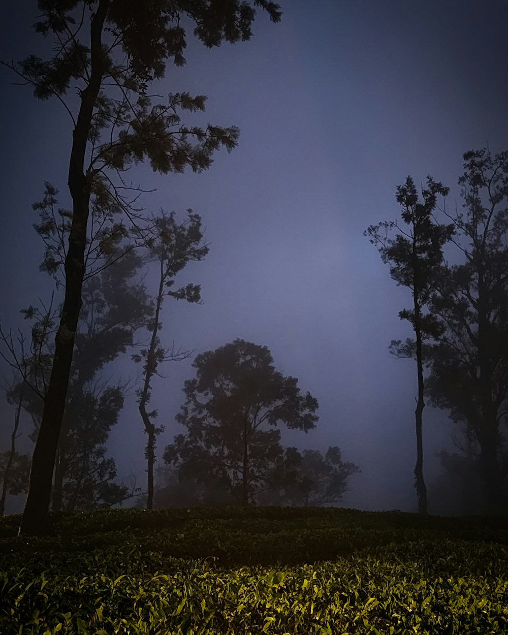 a foggy night with trees and bushes in the foreground