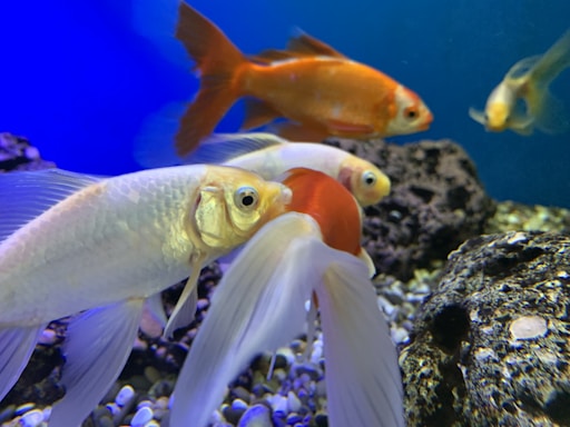 Several goldfish are swimming in a clear aquarium with a rocky substrate. The water appears clean and is illuminated by blue lighting, highlighting the bright orange and white colors of the fish. Some fish have long, flowing fins, creating a graceful movement in the water.