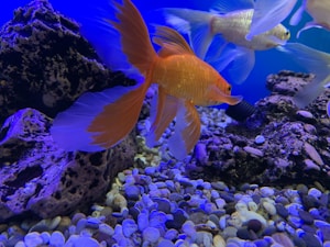 Ikan Mas Koki