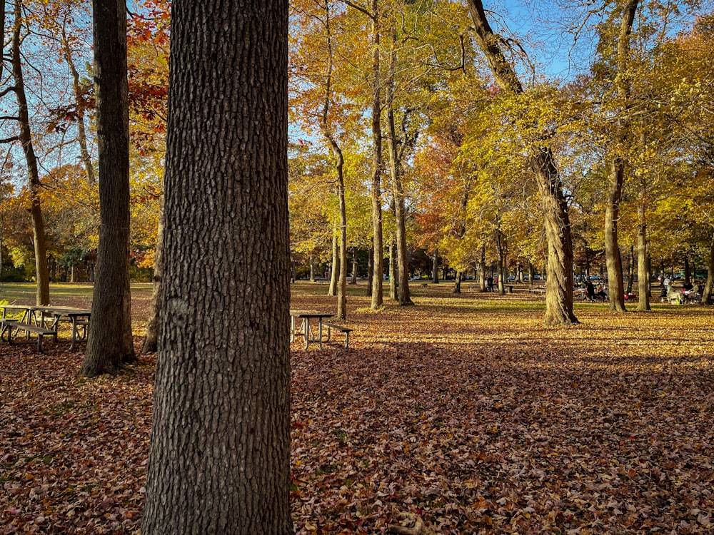 a park filled with lots of trees covered in leaves