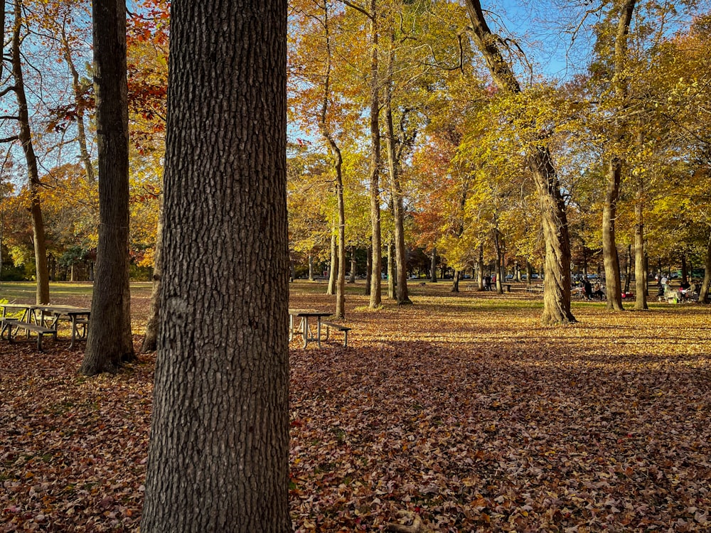 木々が生い茂る公園