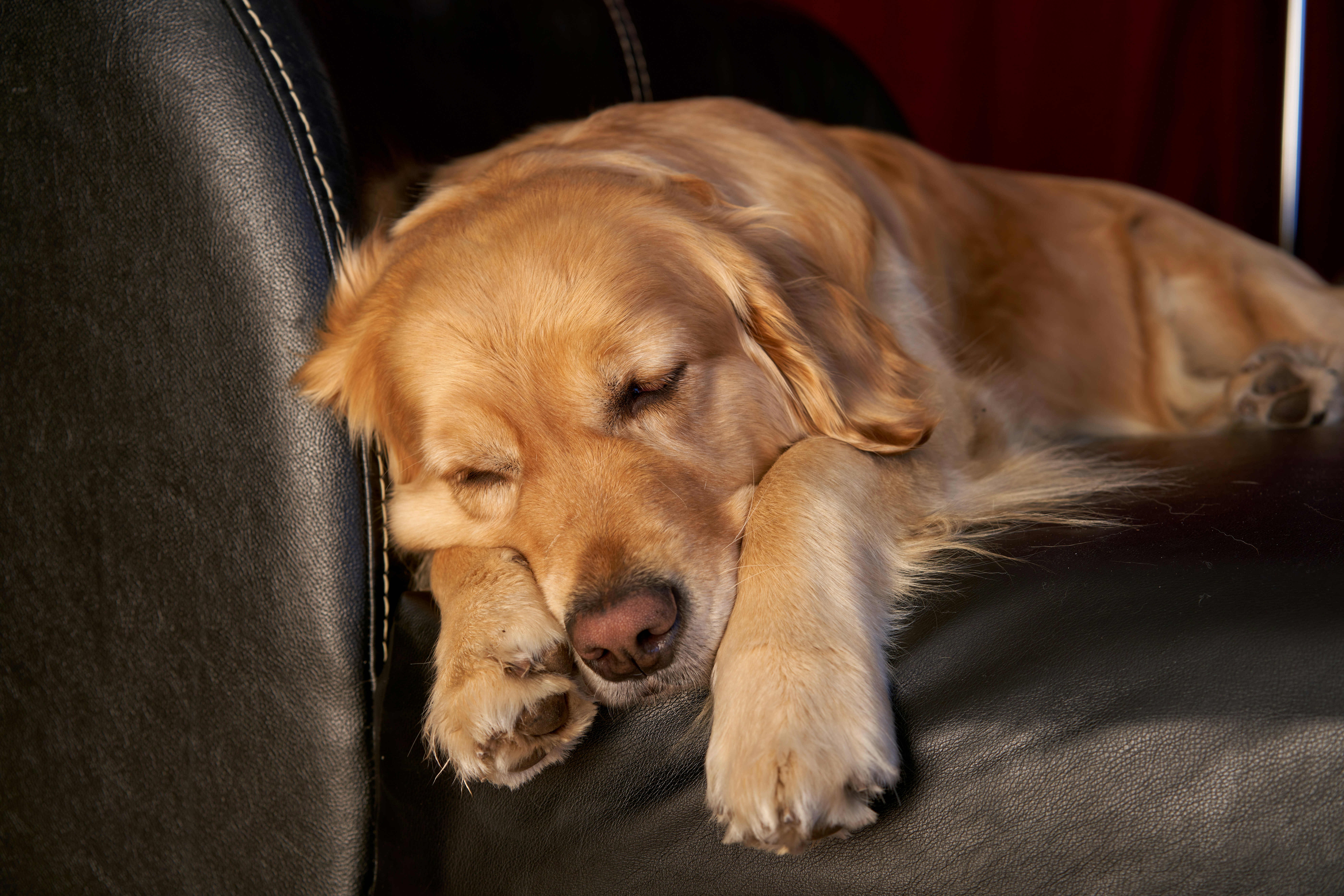 Pet hair cleaning
