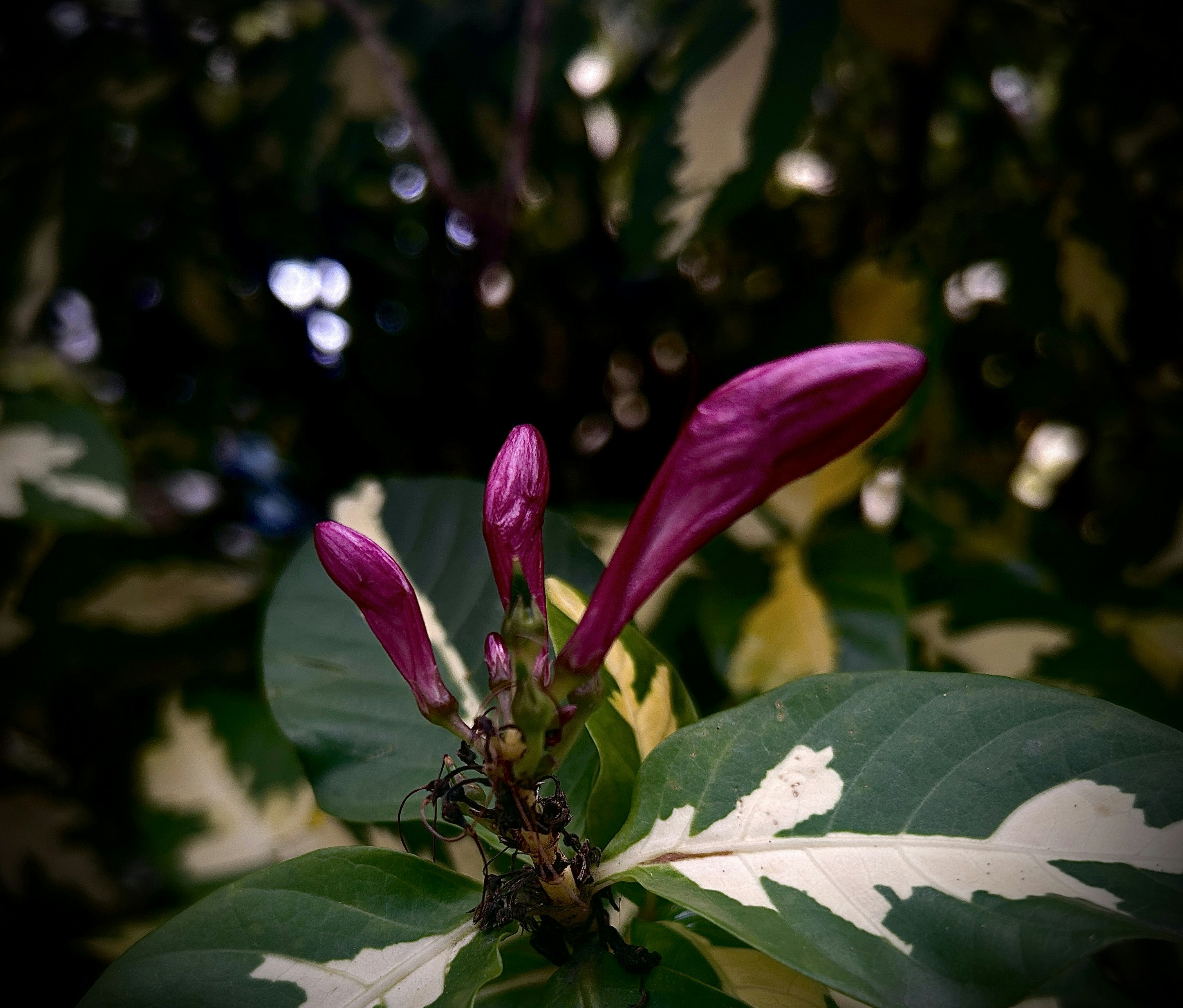 Un primer plano de una flor en una planta
