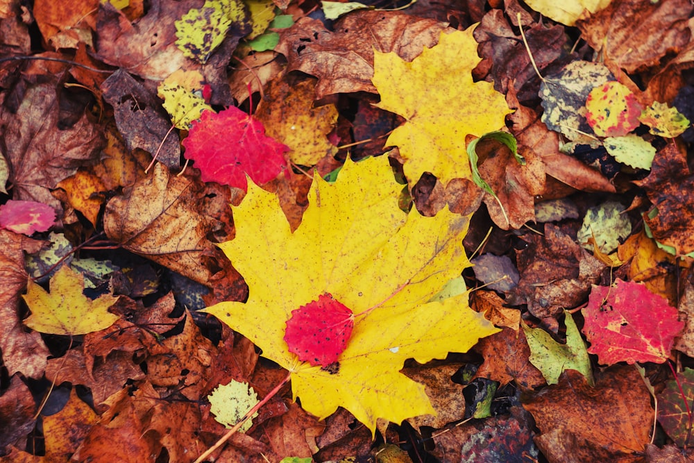 a yellow leaf laying on top of a pile of leaves