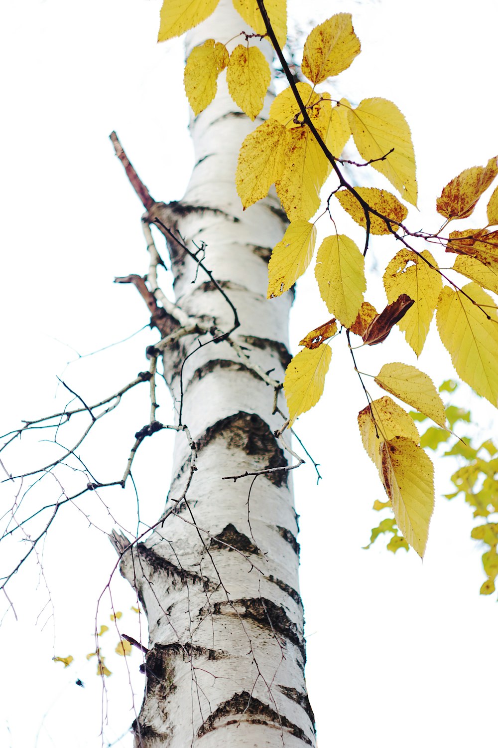 a tall white tree with yellow leaves on it