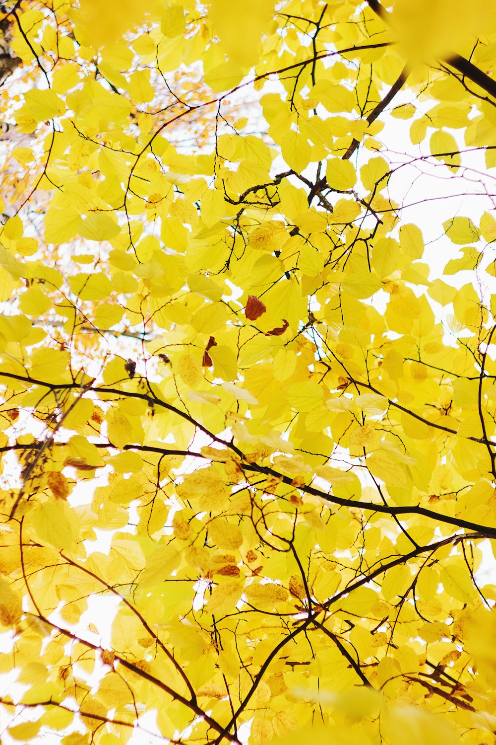 un albero giallo con molte foglie su di esso