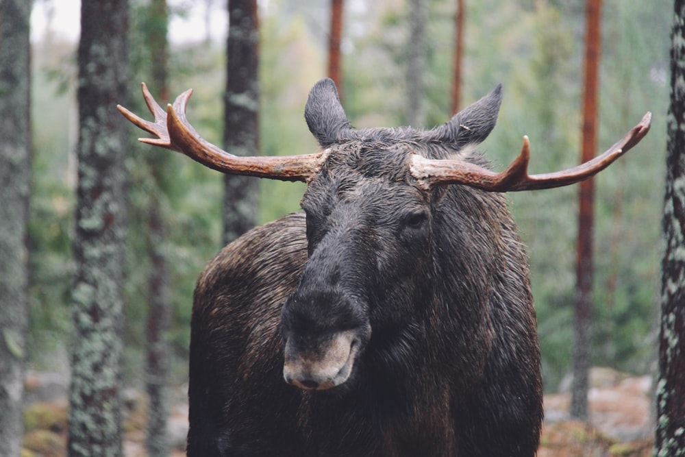 a moose with large horns standing in a forest