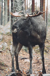 A majestic bull moose standing tall in a misty forest at dawn.