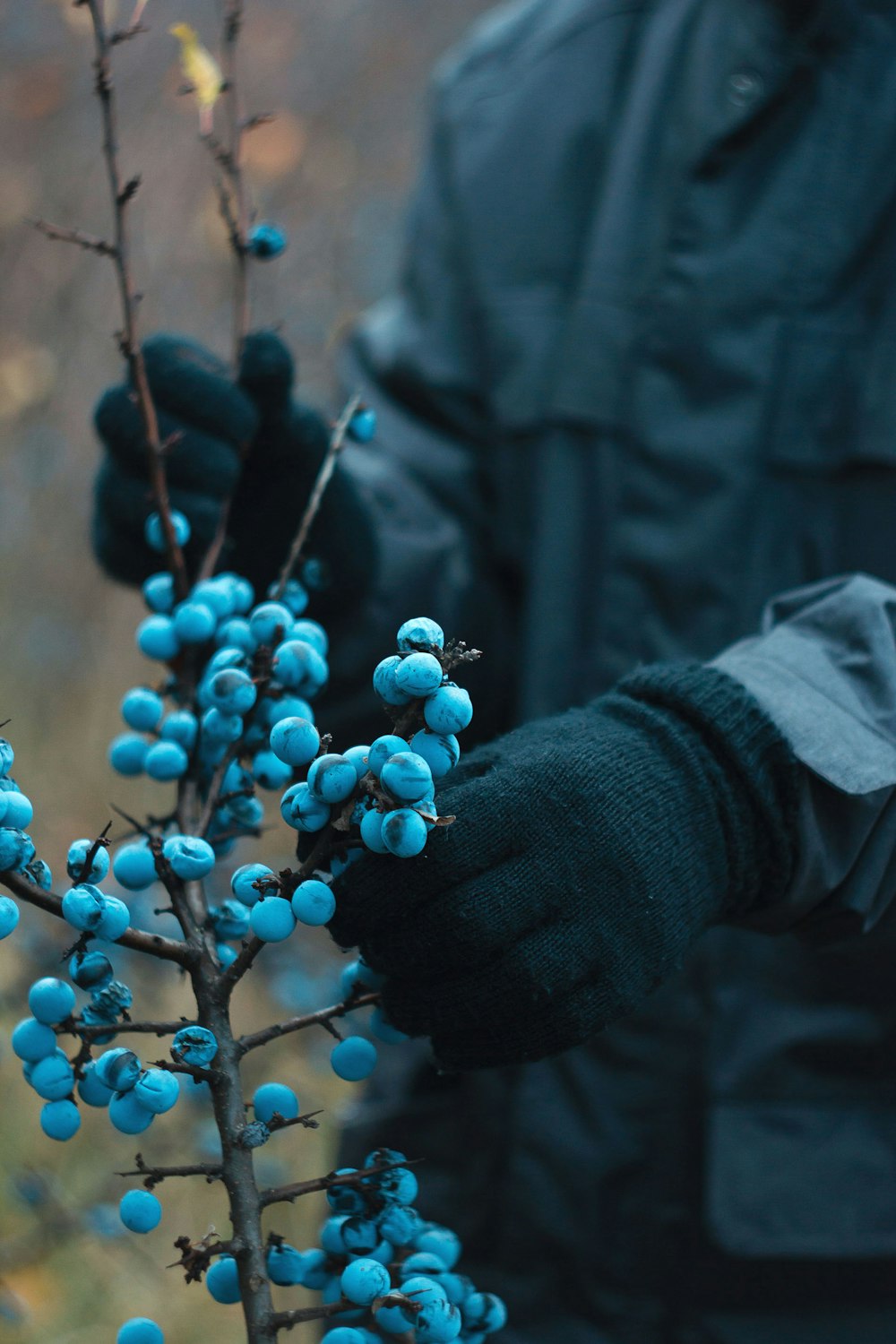 a man in a black jacket holding a blue berry bush