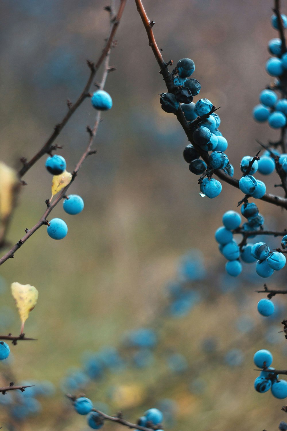 Des baies bleues poussent sur une branche d’arbre