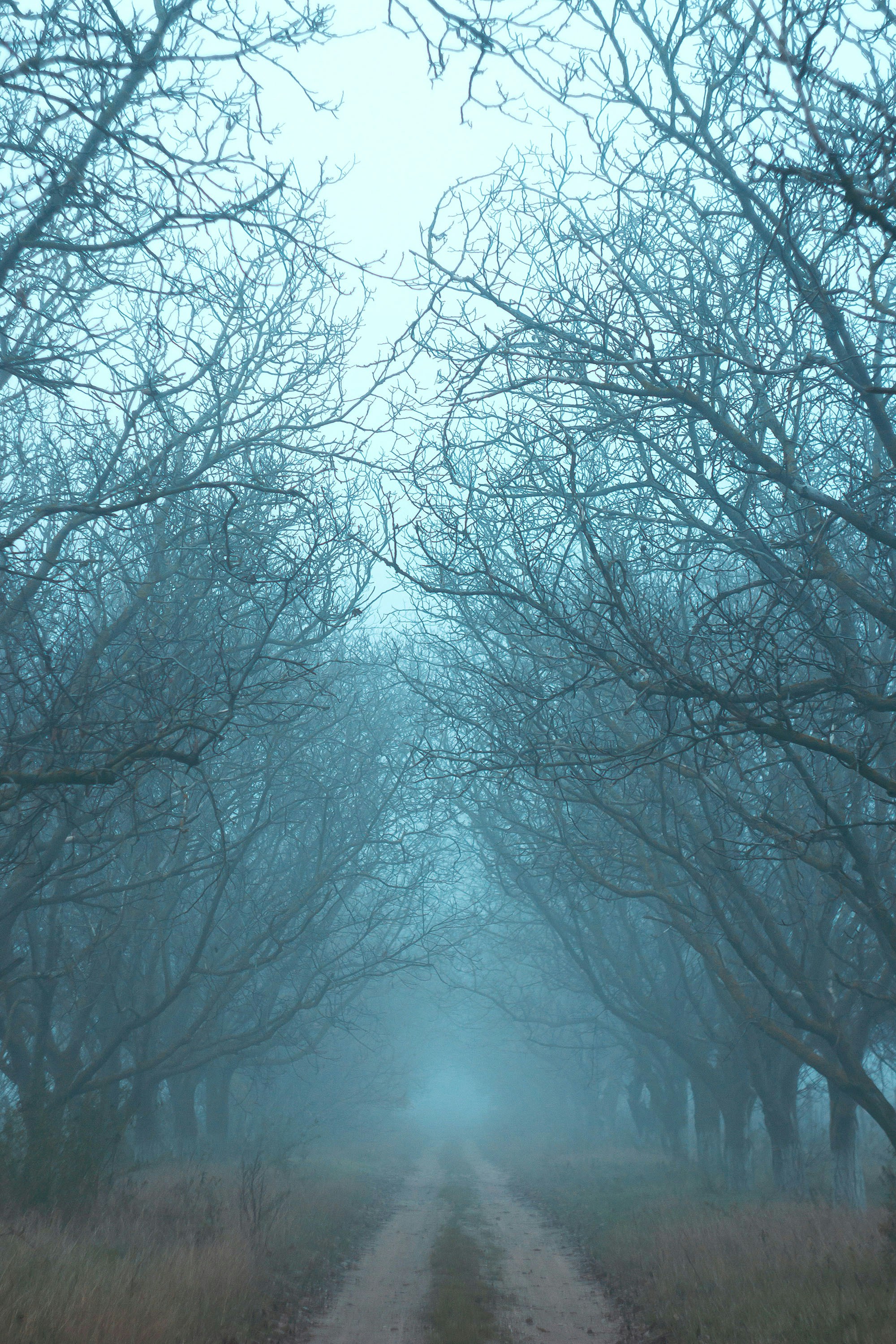 a dirt road surrounded by trees on a foggy day