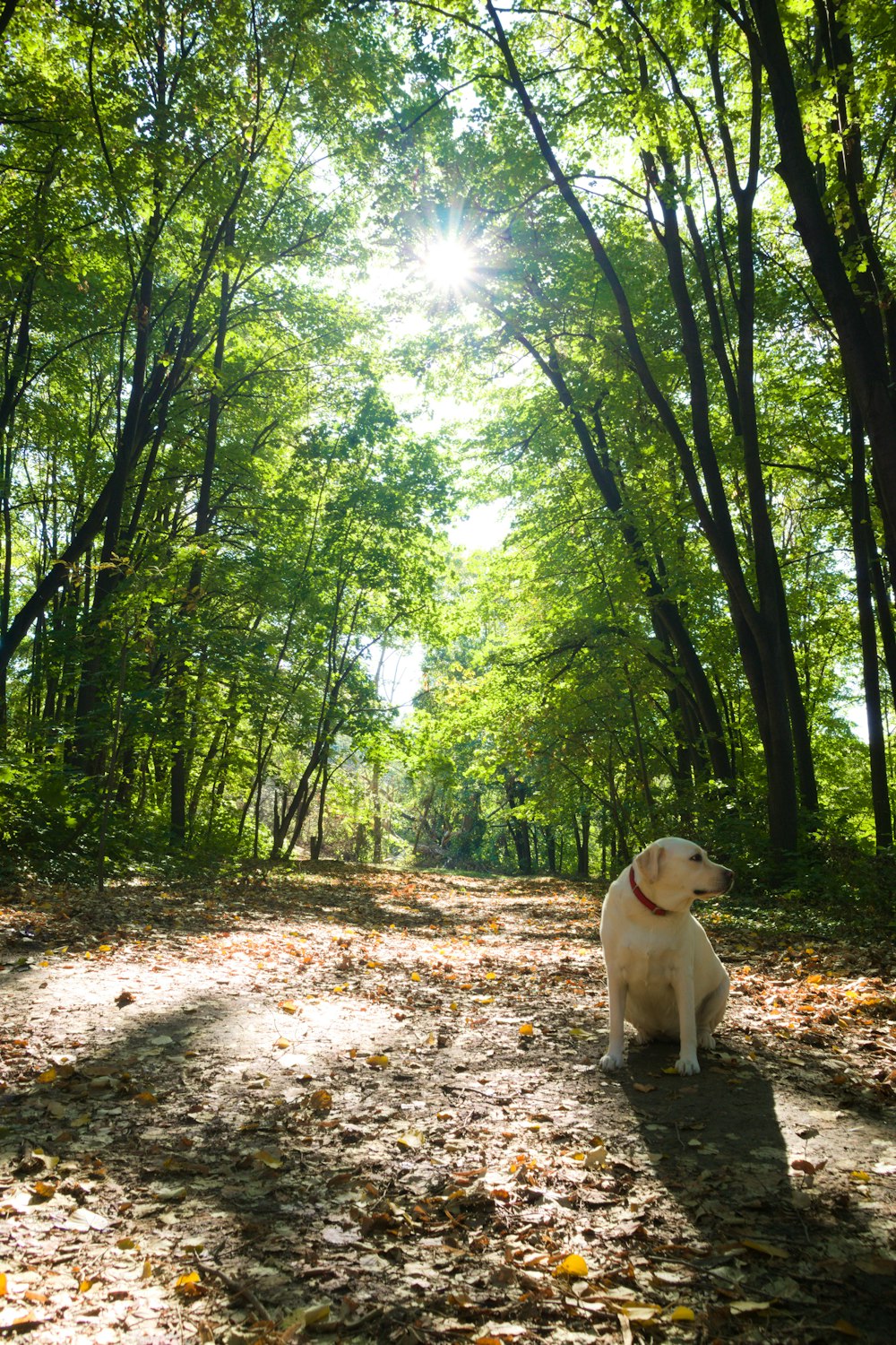 a dog sitting in the middle of a forest