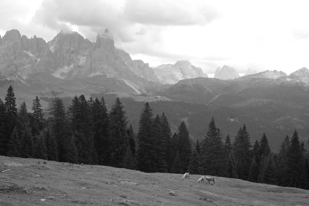 a black and white photo of two horses grazing in a field