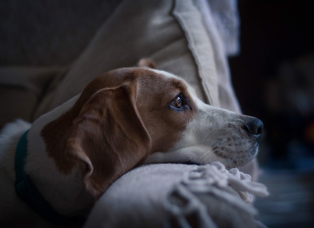 a brown and white dog laying on top of a couch