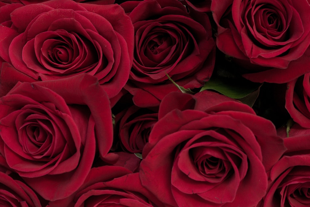 Wholesale Roses