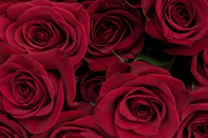 Buquê de rosas vermelhas para o Dia dos Namorados