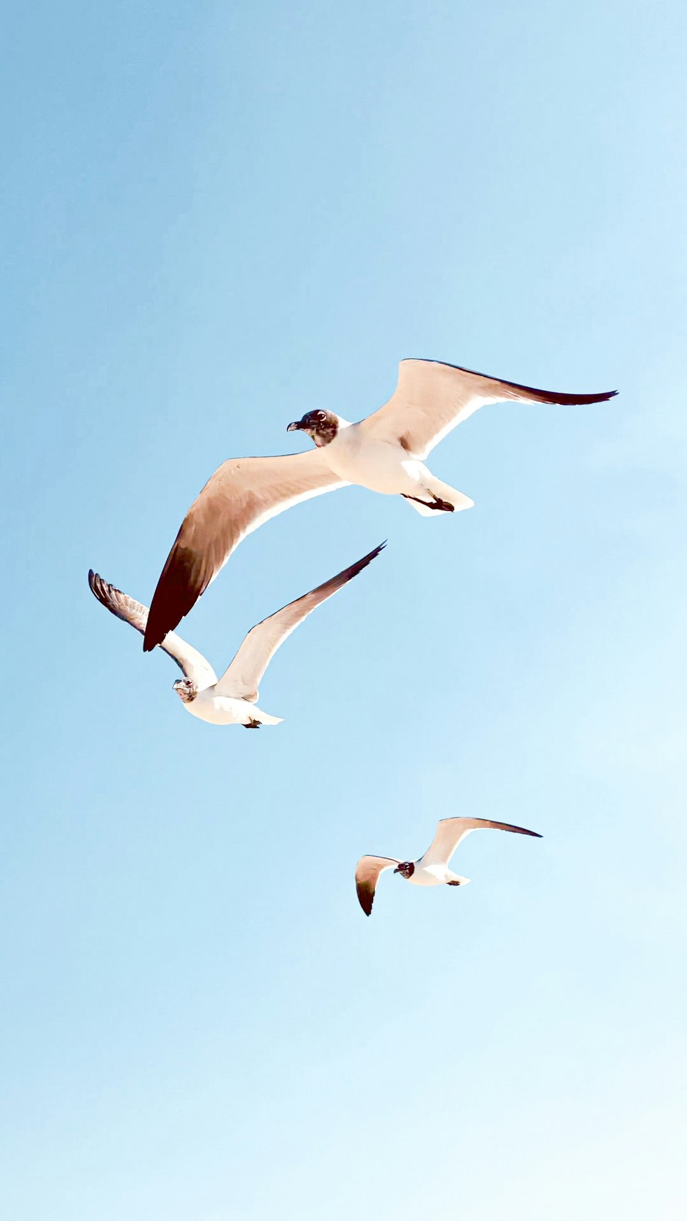 three seagulls flying in the blue sky
