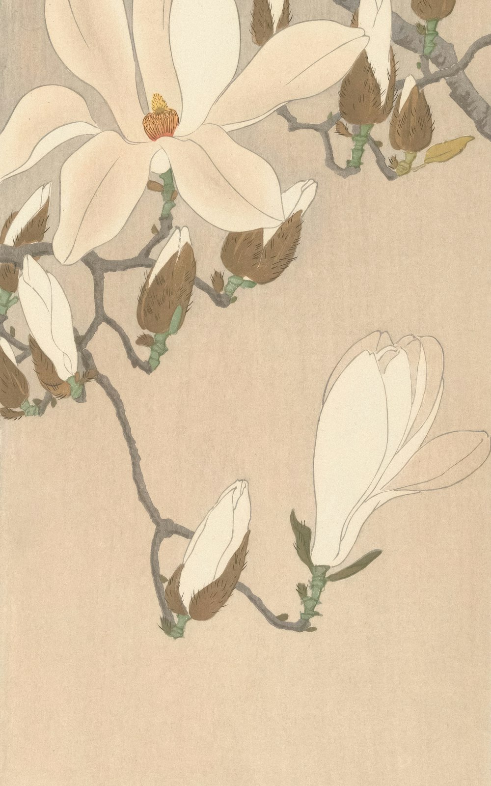 a painting of white flowers on a beige background