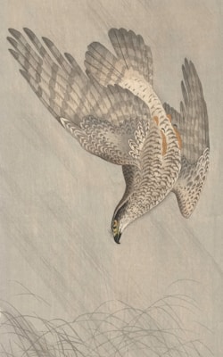 A stylized depiction of a hawk in mid-dive, with its wings fully extended and pointed downward. The feathers are meticulously detailed, showcasing a mix of browns, blacks, and whites. The background consists of soft, muted tones, giving a serene and natural atmosphere. Subtle lines suggest a hint of foliage or tall grass beneath the bird.