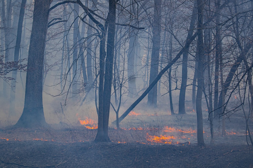 たくさんの木々が生い茂る森が火に覆われている
