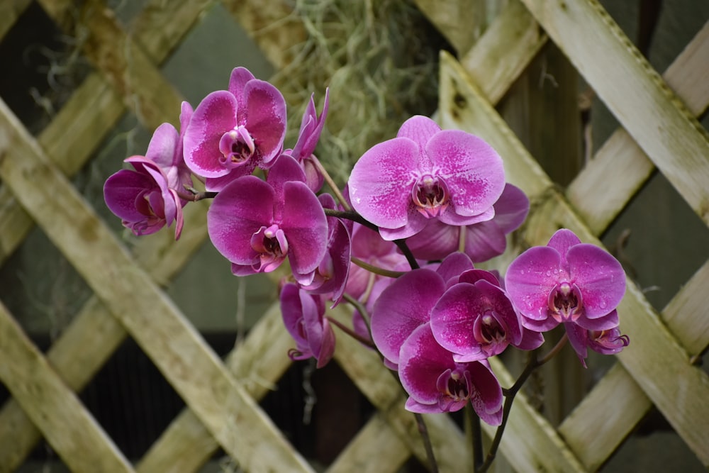 a bunch of pink flowers in a vase