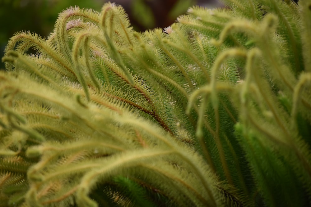 a close up of a plant with green leaves