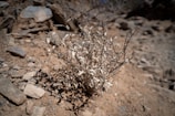 A dry, withered plant is situated on rocky terrain, surrounded by scattered stones and a barren landscape. The ground appears parched, indicative of an arid environment, with the plant showing signs of desiccation and brittleness.