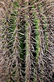 Close-up of a cactus showcasing its sharp, elongated spines against a green stem. The intricate lattice of spines creates a dense and textured pattern.