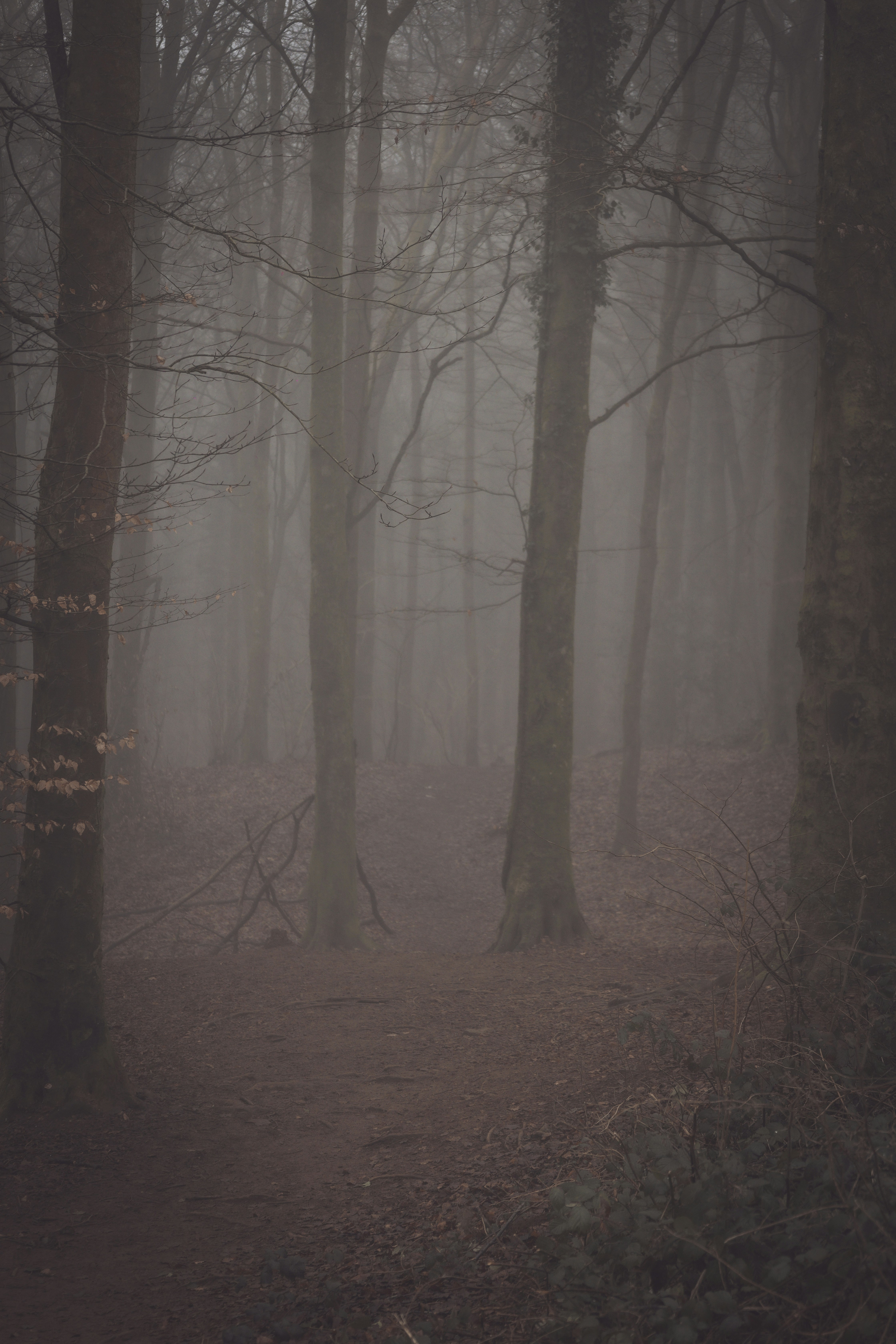 a path through a foggy forest with lots of trees