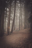 A misty forest path at twilight, evoking the feeling of walking into a true crime mystery.