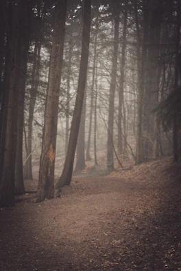 A misty forest path at twilight, evoking the feeling of walking into a true crime mystery.