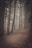 A moody, foggy forest path at twilight, evoking mystery and ancient secrets.