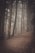 A moody, foggy forest path at twilight, evoking mystery and ancient secrets.