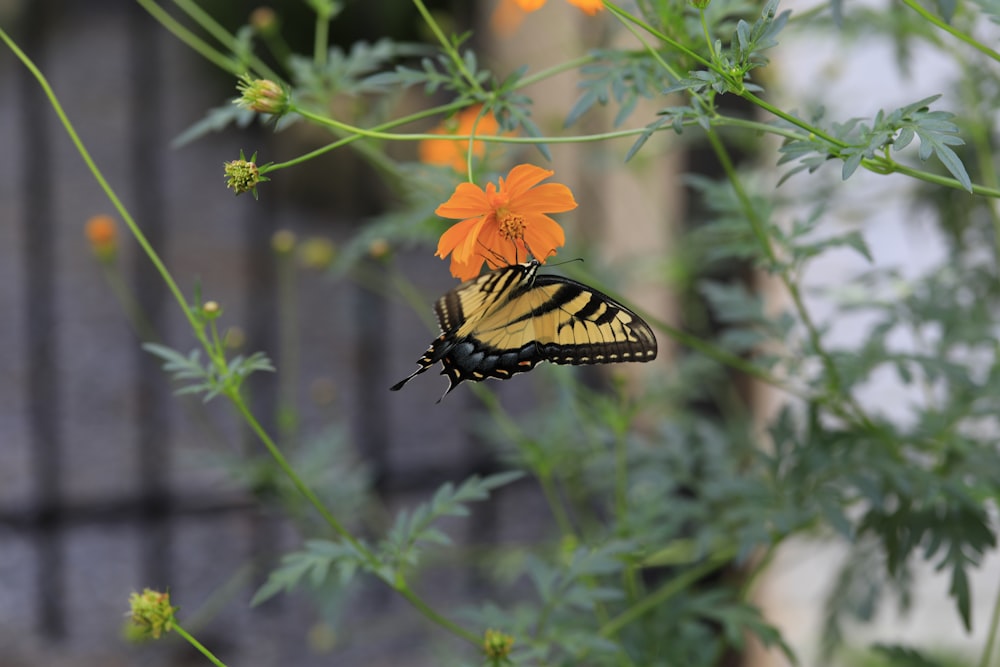 a yellow and black butterfly sitting on a flower