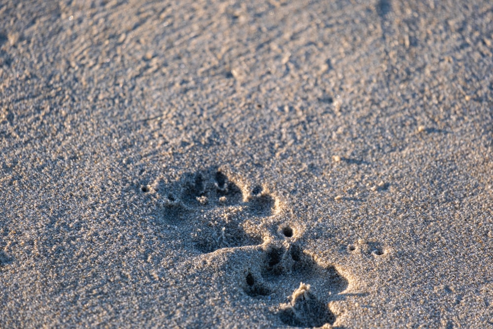 Impronte di una zampa di cane nella sabbia di una spiaggia