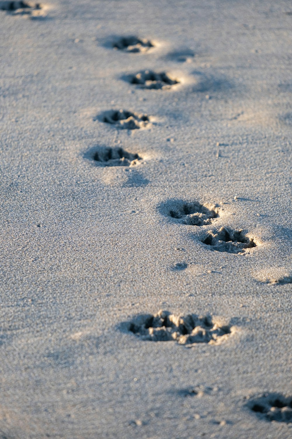 a dog paw prints in the snow