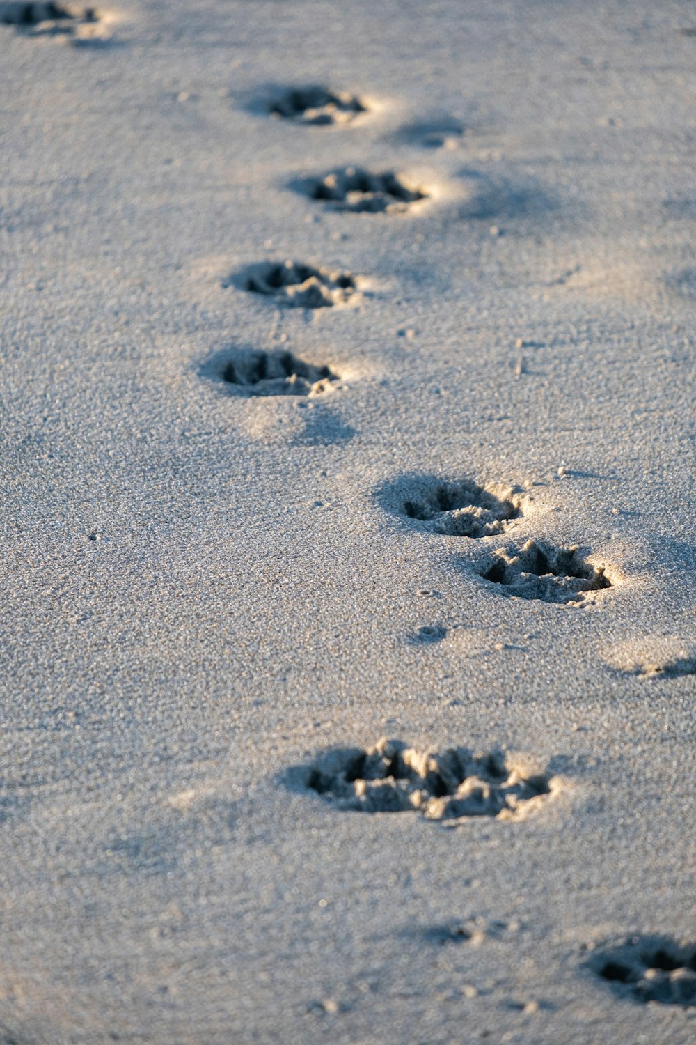 Impronte di una zampa di cane nella neve